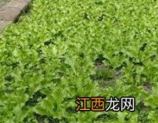 婆婆丁粉怎么喝 婆婆丁粉用法用量