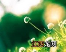 蒲公英怎么美容 蒲公英如何美容