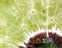 蒲公英种子怎么种 蒲公英种子怎么种植方法