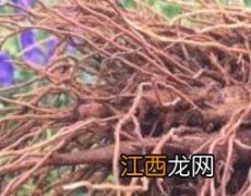 小草乌的功效与作用 小草乌的功效与作用吃法