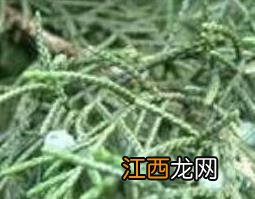 圆柏叶的功效与作用禁忌 圆柏叶的功效与作用