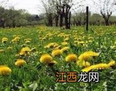 蒲公英如何种植管理 蒲公英如何种植