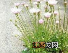 蒲公英的副作用和禁忌都有哪些 蒲公英的副作用和禁忌