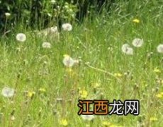 蒲公英浆的功效与作用及副作用 蒲公英浆的功效与作用