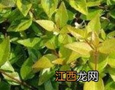 小对经草的功效与作用及禁忌 小草的功效与作用点