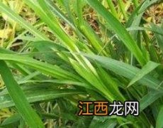 牛筋草煎水的功效与作用 牛筋草煮水的功效与作用