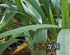 仙茅功效与作用的功效与作用 仙茅对女性的功效与作用