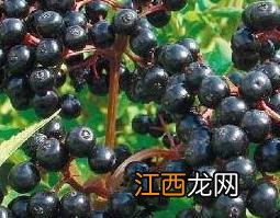 中药接骨木果的功效与作用 中药接骨木果的功效与作用