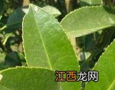 大叶冬青的功效与作用 大叶冬青的药用功效与使用方法