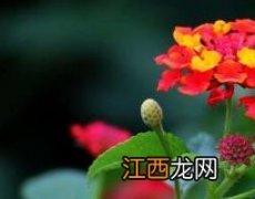 干梅根的功效与作用 五色梅根的功效与作用