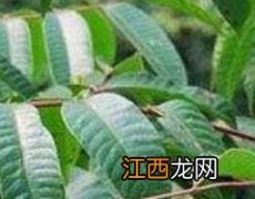 野漆树根的功效与作用及药用价值 野漆树根的功效与作用及药用价值