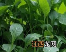 大叶蒲公英种植方法视频 大叶蒲公英种植方法