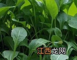 大叶蒲公英种植方法视频 大叶蒲公英种植方法