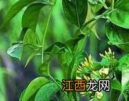 钩吻的功效与药用价值 钩吻的药用功效与作用