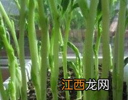 蒲公英芽是什么样子 蒲公英的芽