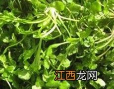 紫花蒲公英怎么吃 紫蒲公英怎么吃怎么用