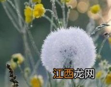 女性夏季喝蒲公英茶好吗 夏天喝蒲公英茶有什么好处