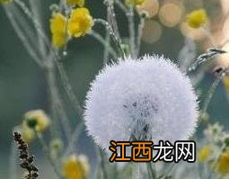 女性夏季喝蒲公英茶好吗 夏天喝蒲公英茶有什么好处