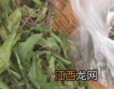 鲜蒲公英怎么晒干 鲜蒲公英怎么晒干成茶蒲公英茶