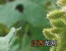 苍耳草的副作用和禁忌 苍耳草的功效与作用及禁忌