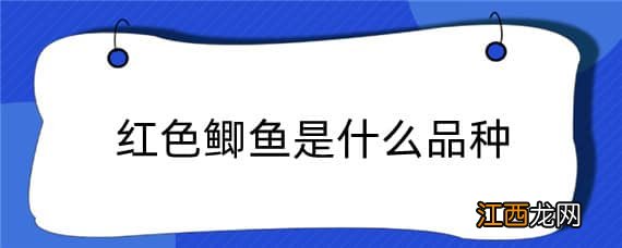 红色鲫鱼是什么品种 红鲫鱼有几种颜色