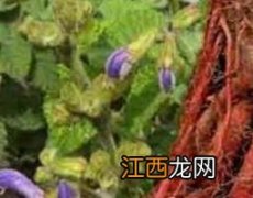 血参根的功效与作用及药用价值是什么 血参根的功效与作用及药用价值