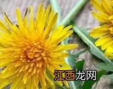 用蒲公英怎么洗脸 蒲公英洗脸方法