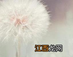 白色蒲公英有什么功效 蒲公英的白色汁液有什么功效