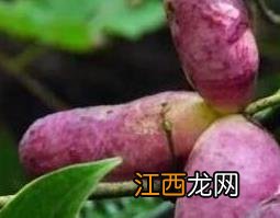 预知子的功效与作用及禁忌 预知子的功效与作用及禁忌症