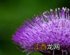 紫色蒲公英的功效与作用 紫色蒲公英的功效与作用禁忌