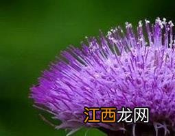 紫色蒲公英的功效与作用 紫色蒲公英的功效与作用禁忌