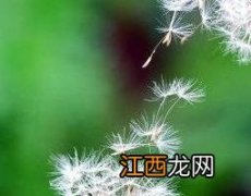 蒲蒲公英图片 网苞蒲公英图片