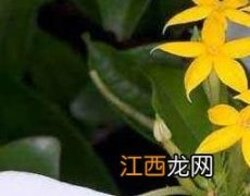 玉叶金花的功效与作用及常见用法 玉叶金花的功效与作用及常见用法