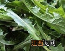 蒲公英泡水喝的功效与作用 蒲公英煎水喝有什么功效