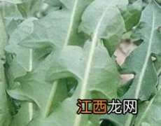 婆婆丁煮水泡脚有什么好处 婆婆丁熬水泡脚可以吗