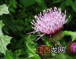 紫色蒲公英能喝吗 紫色蒲公英可以煮水喝吗