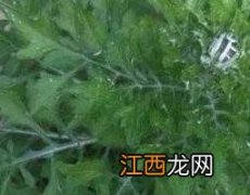 石灰草和蒲公英的区别 石灰草和蒲公英的区别是什么