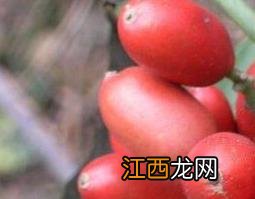 天脚板果的功效与作用