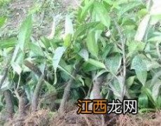 万丈深的药用价值 万丈深茎叶的功效与作用