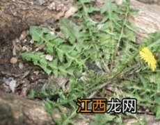 在家怎么发酵蒲公英根呢 在家怎么发酵蒲公英根