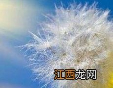 蒲公英加盐泡脚的功效与作用及禁忌 蒲公英加盐泡脚的功效与作用