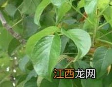 重阳木的功效与作用 重阳木的功效与用法