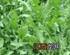 蒲公英洗脚的功效与作用 蒲公英洗脚的功效与作用及禁忌