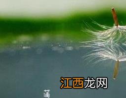 无角蒲公英图片 羊角蒲公英