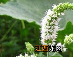 薄荷花的作用与功效禁忌 薄荷花的作用与功效