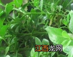 对对草的作用与功效是怎么回事 对对草的功效与作用