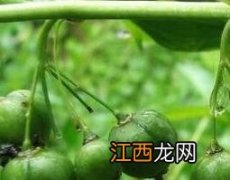 黄精的功效与作用及营养价值 黄精籽的功效与作用