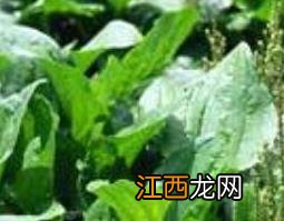 五根草的功效与作用 五根草的功效与作用和适用人群