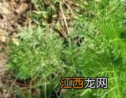 麦蒿种子的功效与作用 麦蒿种子的功效与作用及禁忌