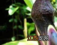 茄根熬水喝有什么功效 茄根煮水的功效与作用